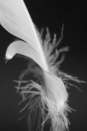 Feather