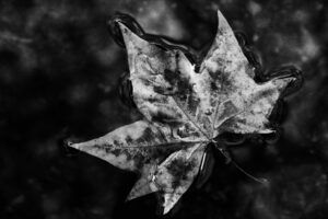 Leaf