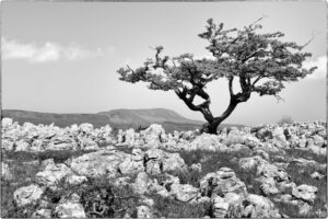 Limestone