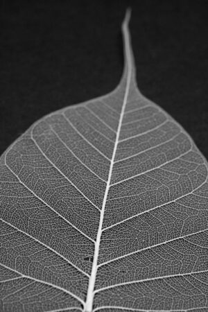 Skeleton Leaf