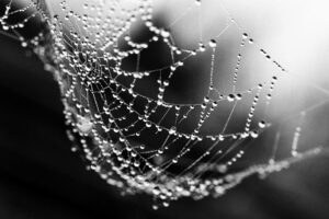 cobweb