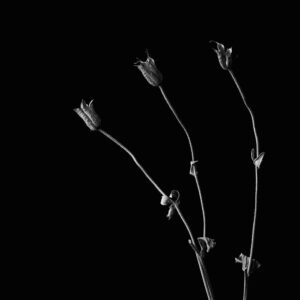 Flower-9