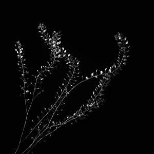 Flower-10