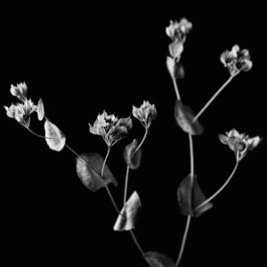 Flower-11