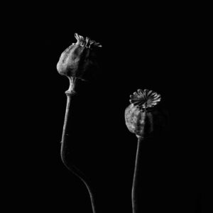 Flower-12