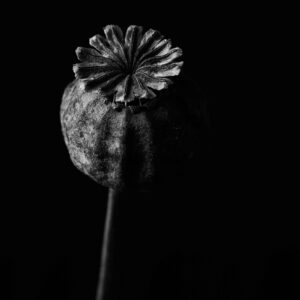 Flower-13