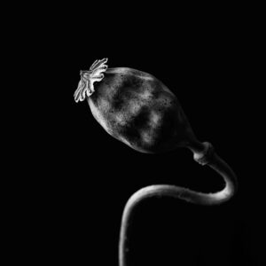 Flower-14