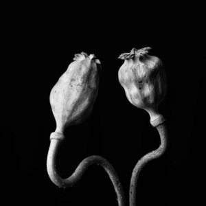 Flower-15