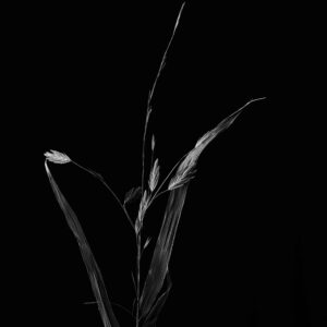 Flower-16