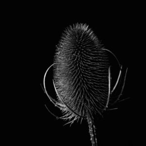 Flower-17