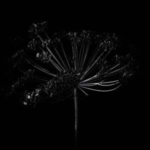 Flower-18