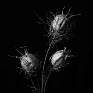 Flower-19