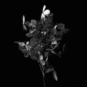 Flower-20