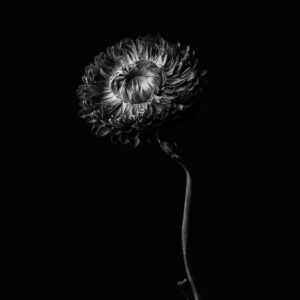 Flower-21